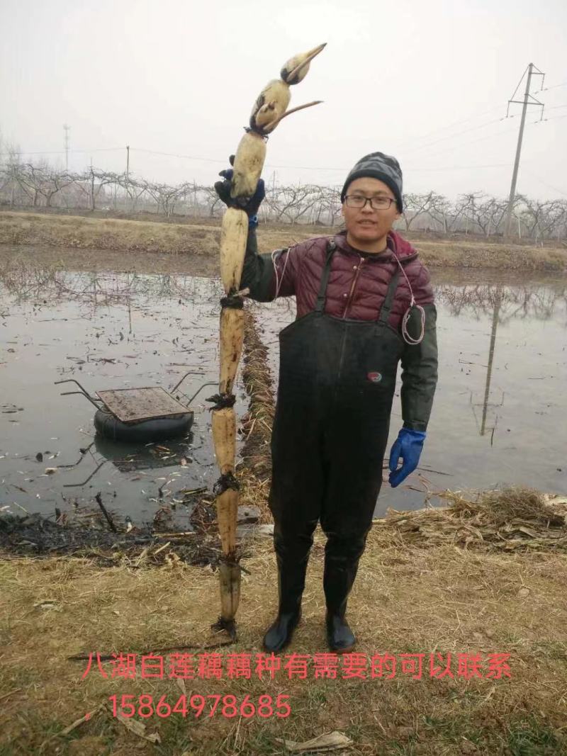 临沂河东区八湖藕苗种