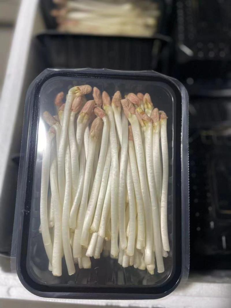 精品花生芽