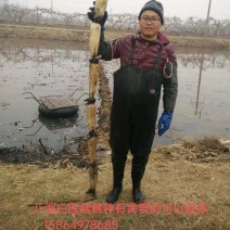 临沂河东区八湖藕苗种