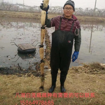 临沂河东区八湖藕苗种