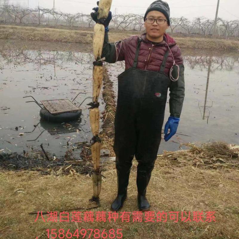 临沂河东区八湖藕苗种