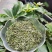 2026新茶特级芽毛尖恩施富硒绿茶