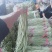 河南省南乐县付坎镇刘吕村果蔬批发市场长豆角大量上市！