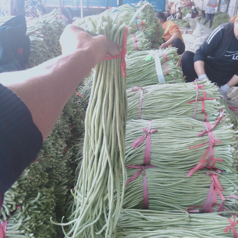 河南省南乐县付坎镇刘吕村果蔬批发市场长豆角大量上市！