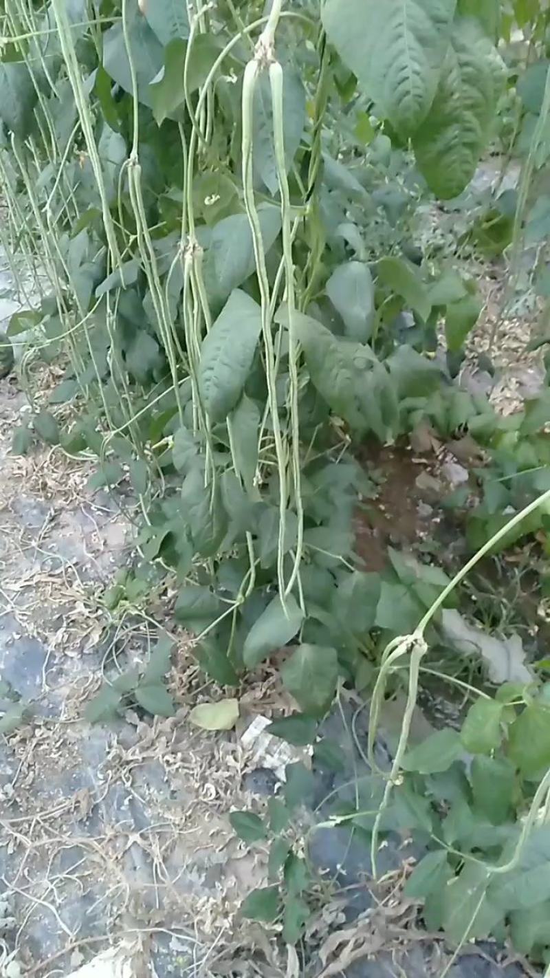 河南省南乐县付坎镇刘吕村果蔬批发市场长豆角大量上市！