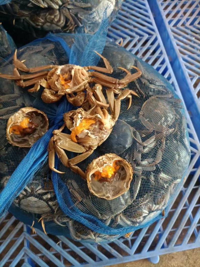 盘锦河蟹产地直发货，精品肥蟹，电商，团购酒店自助欢迎采购