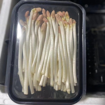 精品花生芽