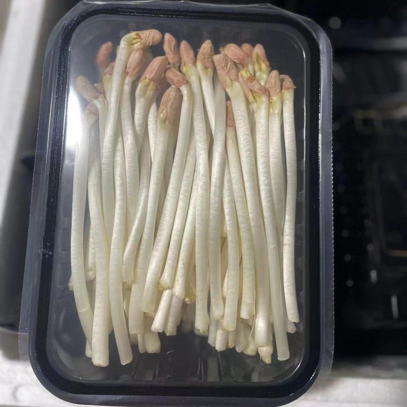 精品花生芽