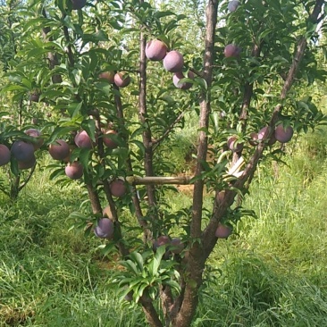 国丰七李子树