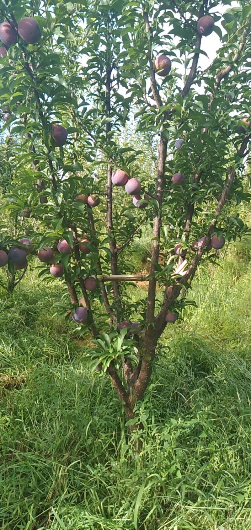 国丰七李子树