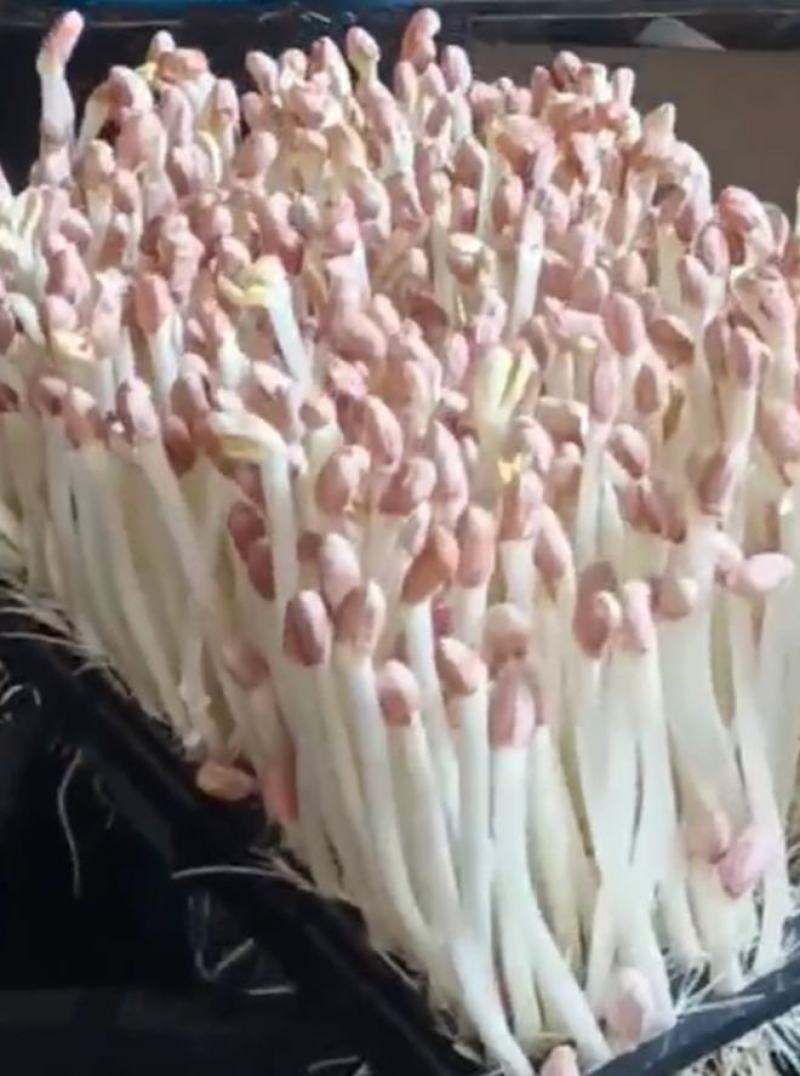 精品花生芽