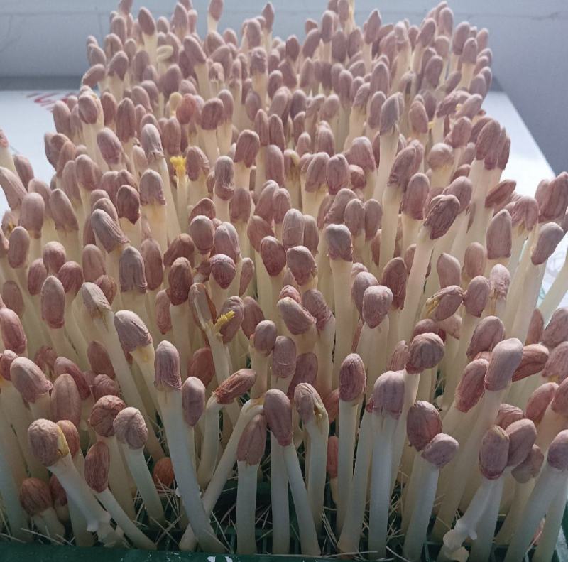 精品花生芽