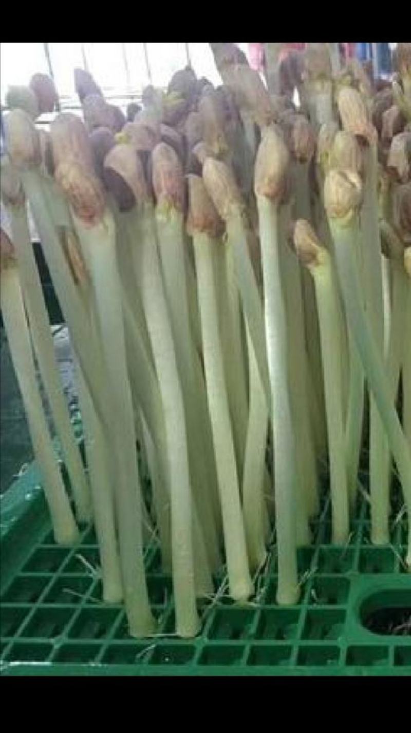 精品花生芽