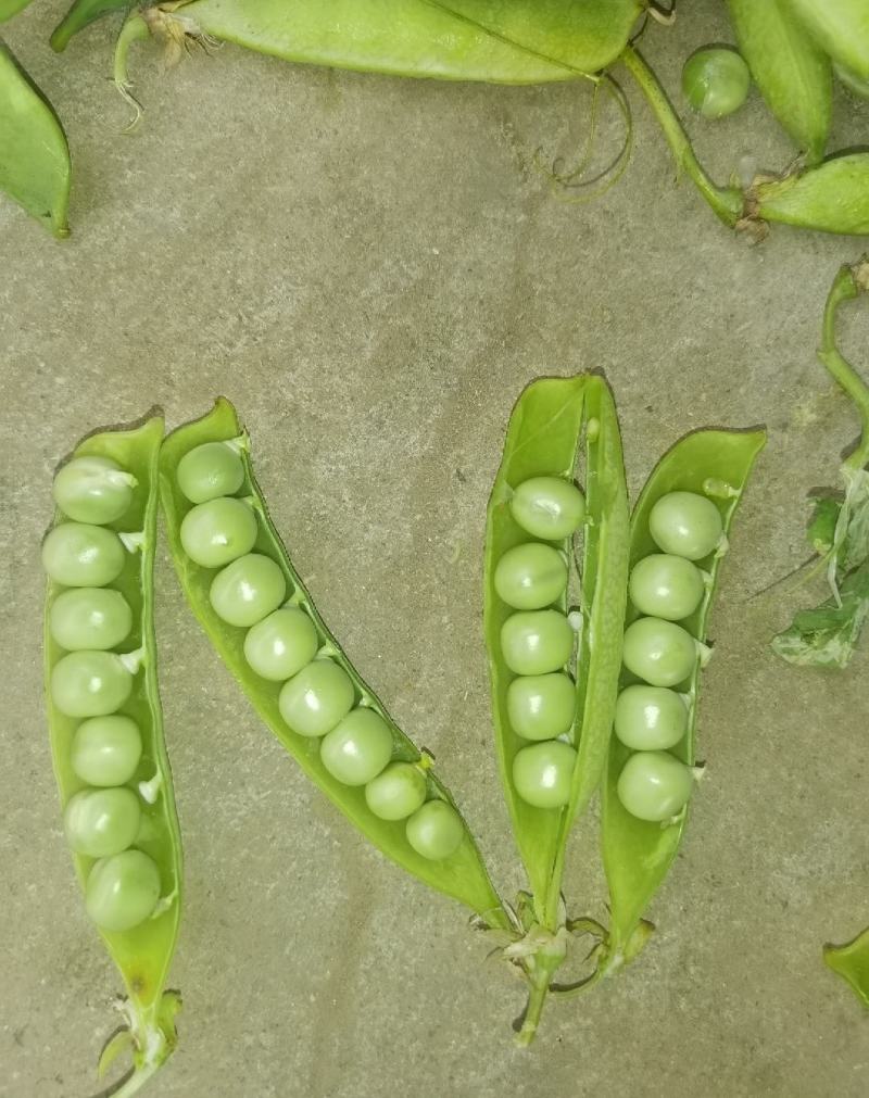 长寿仁豌豆荚新鲜嫩豌豆中青豆甜豌豆角弯豆夹荷包豆已上市