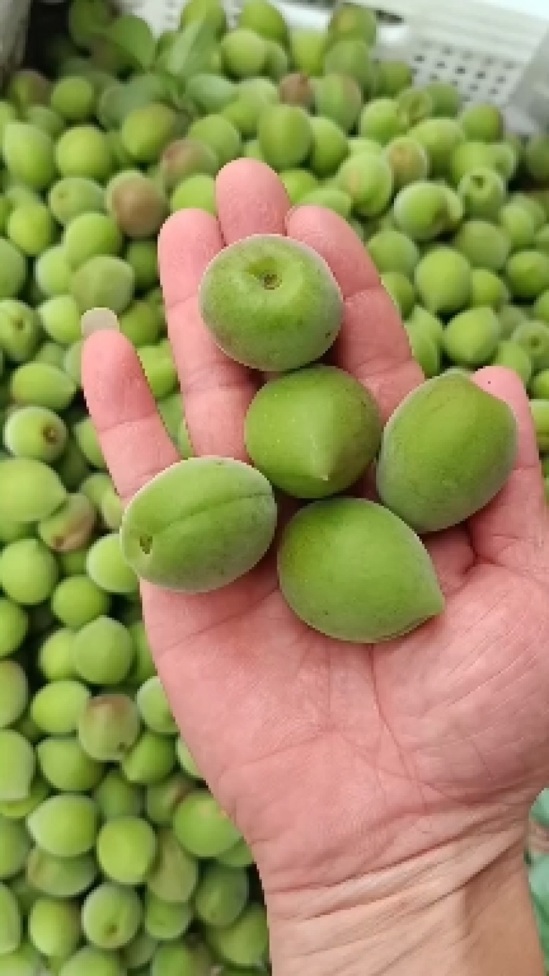 青梅基地饶平新圩镇青梅之乡青竹梅小白梅白粉梅