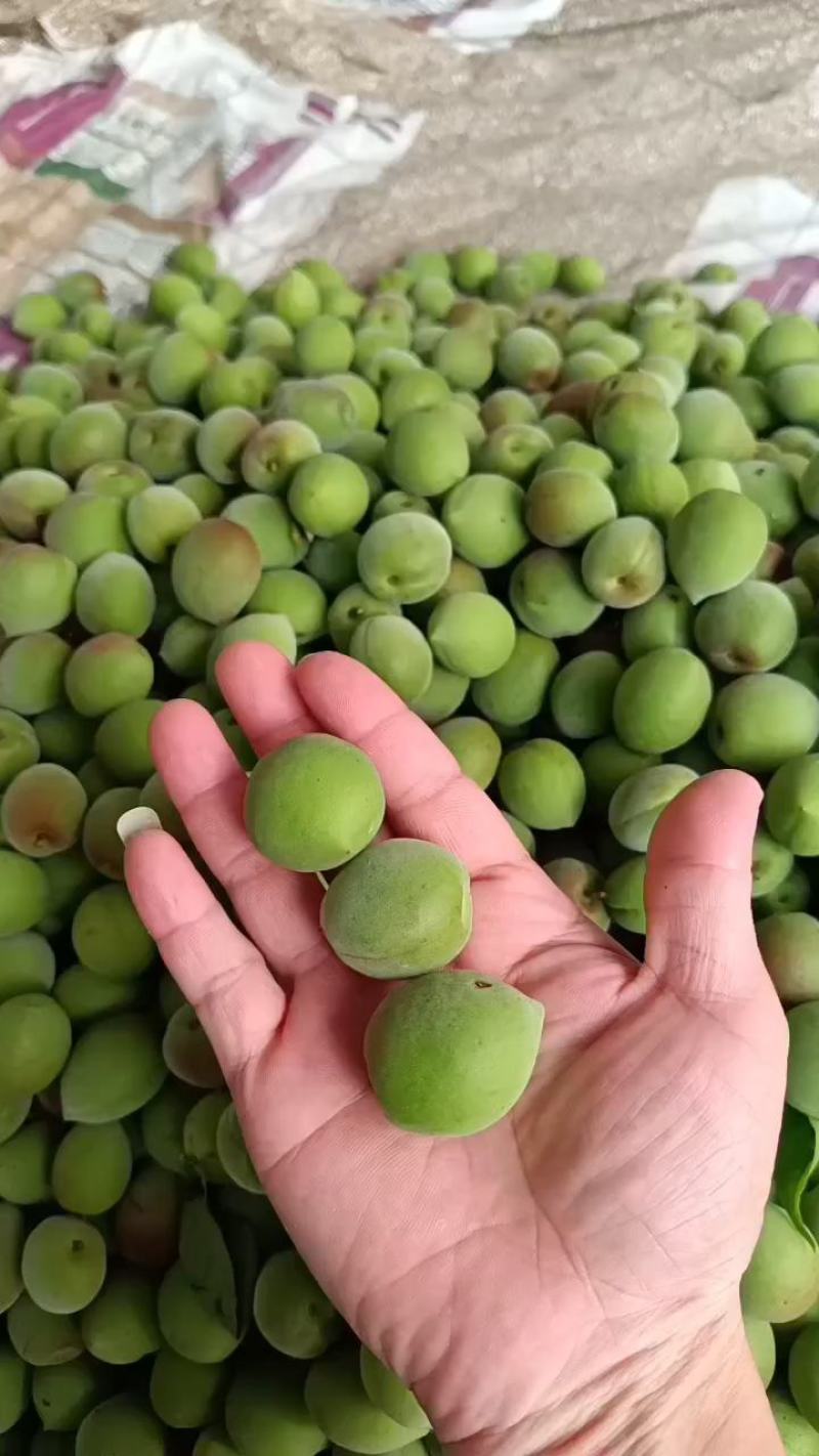 青梅基地饶平新圩镇青梅之乡青竹梅小白梅白粉梅