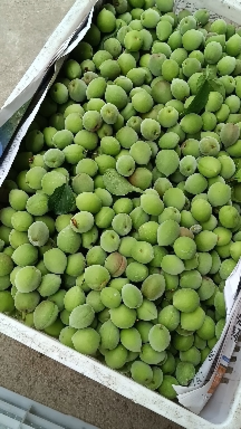 青梅基地饶平新圩镇青梅之乡青竹梅小白梅白粉梅