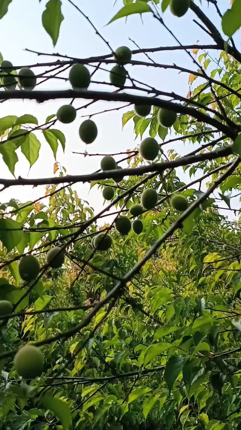 青梅基地饶平新圩镇青梅之乡青竹梅小白梅白粉梅