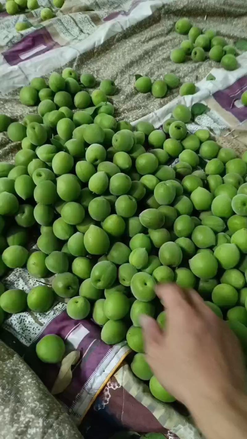 青梅基地饶平新圩镇青梅之乡青竹梅小白梅白粉梅