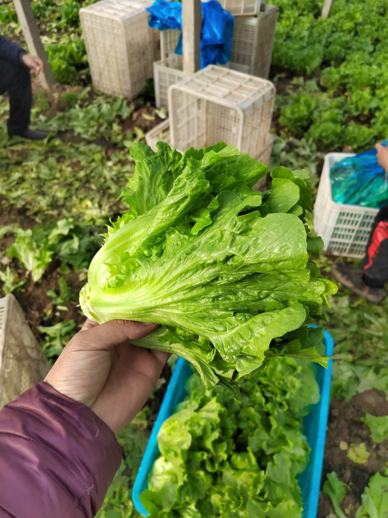 安阳内黄县生菜新鲜现摘现发质量保障对接全国电商批发商平台