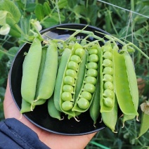 新鲜豌豆角长寿仁豌豆荚中青豆荷包豆甜豌豆嫩豌豆弯豆碗