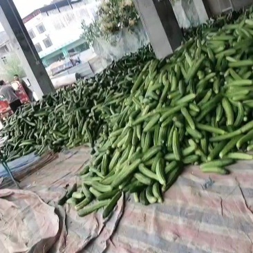 广西燕白黄瓜