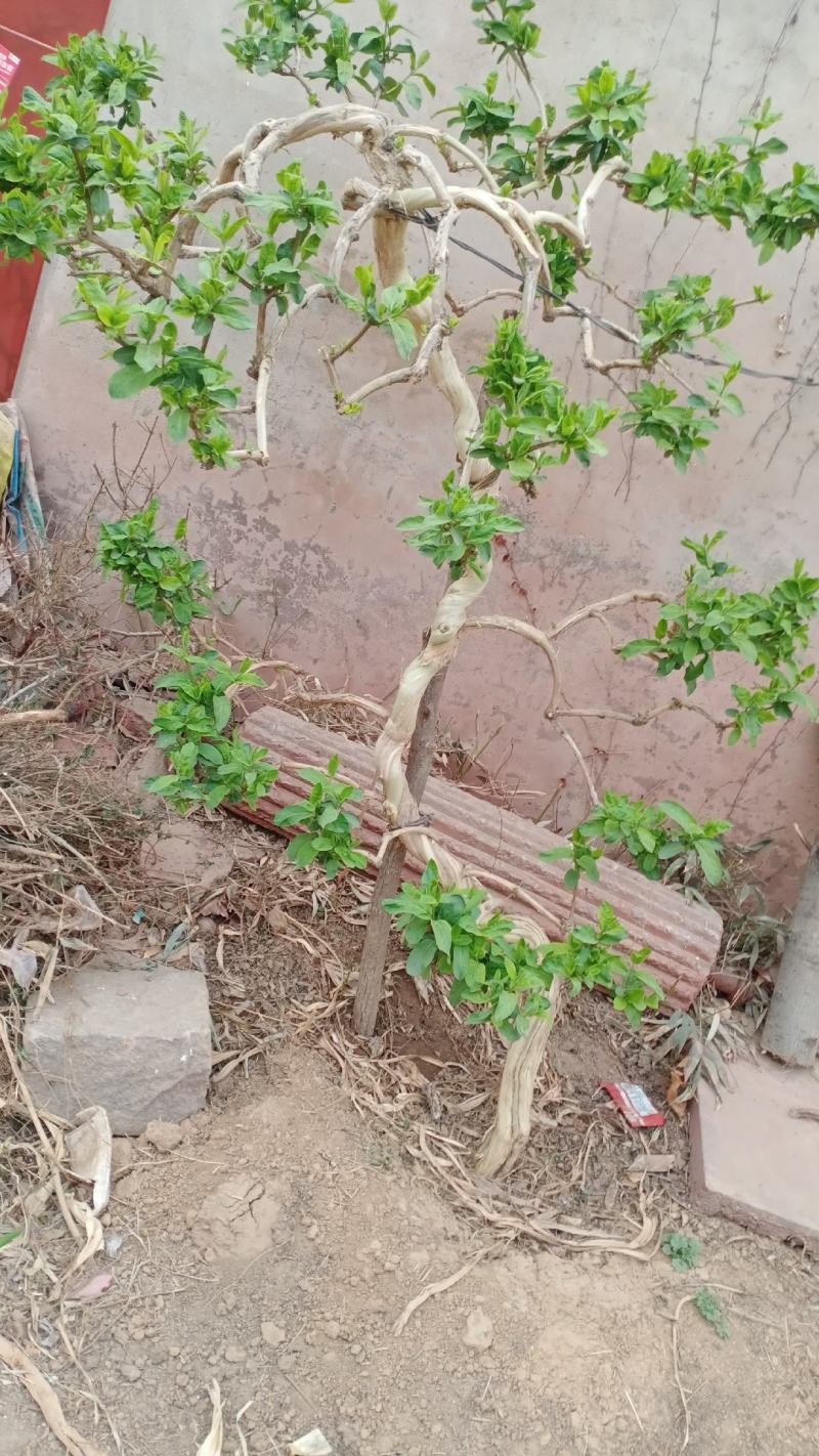 金银花盆景老桩，可遇不可求，盆栽地栽都可以，庭院别墅