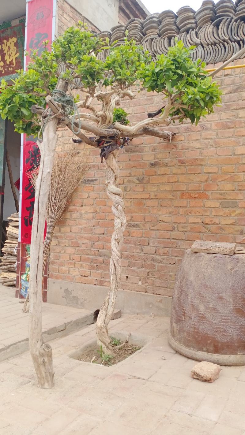 金银花盆景老桩，可遇不可求，盆栽地栽都可以，庭院别墅
