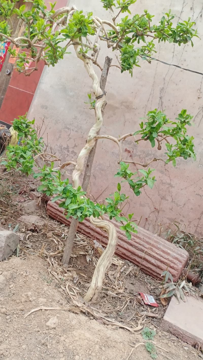金银花盆景老桩，可遇不可求，盆栽地栽都可以，庭院别墅