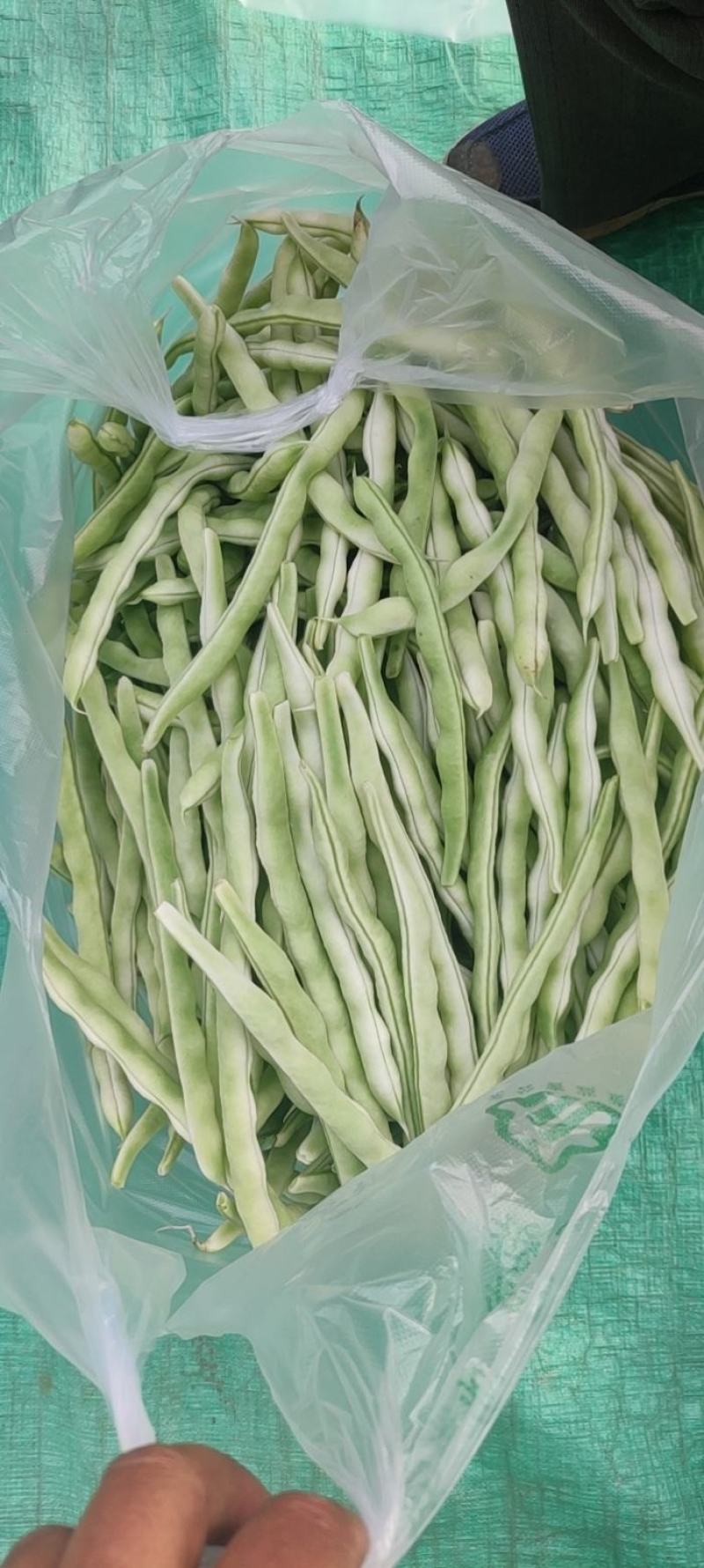 白不老