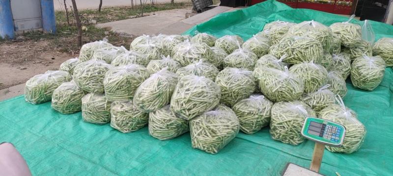白不老