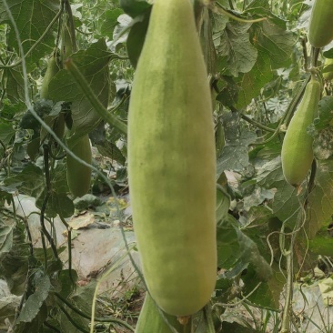 羊角蜜