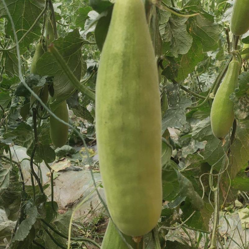 羊角蜜