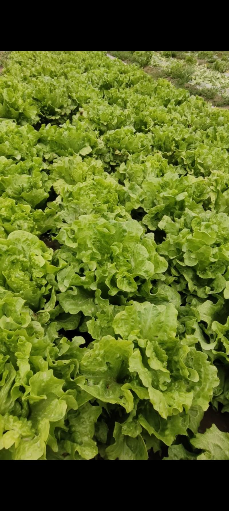 生菜，意大利生菜
