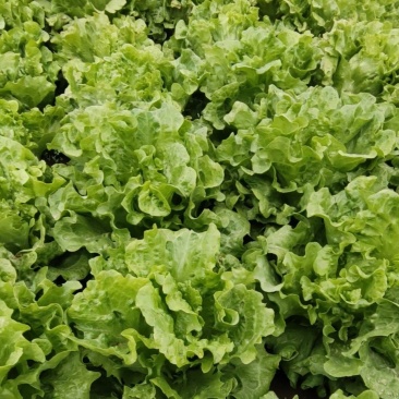 生菜，意大利生菜