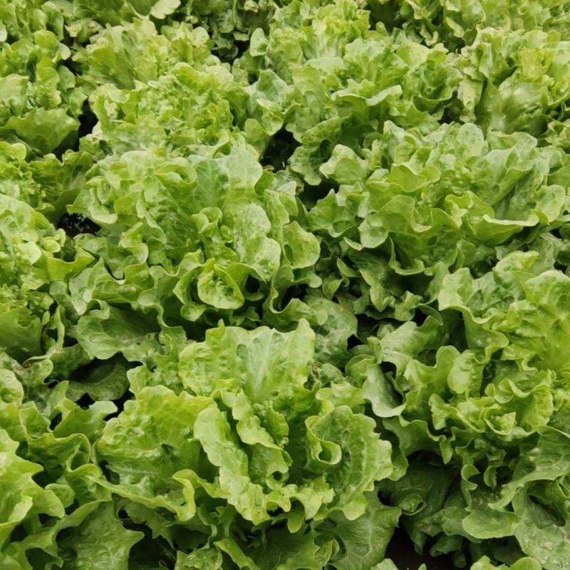 生菜，意大利生菜