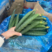 砀山密刺黄瓜新鲜上市货源充足稳定新鲜黄瓜全国可发