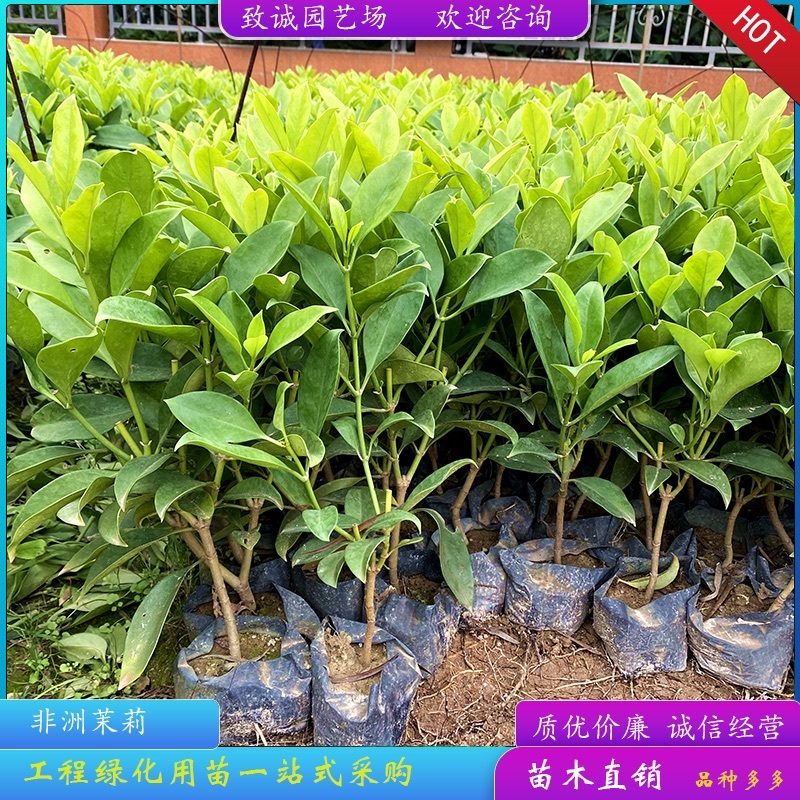 非洲茉莉灰莉基地直销量大从优