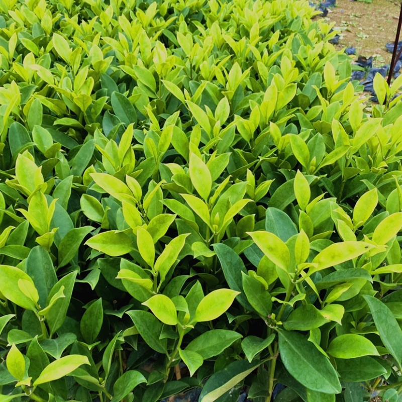 非洲茉莉灰莉基地直销量大从优