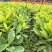 非洲茉莉灰莉基地直销量大从优