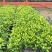 非洲茉莉灰莉基地直销量大从优