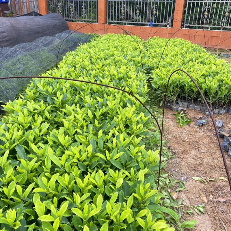 非洲茉莉灰莉基地直销量大从优