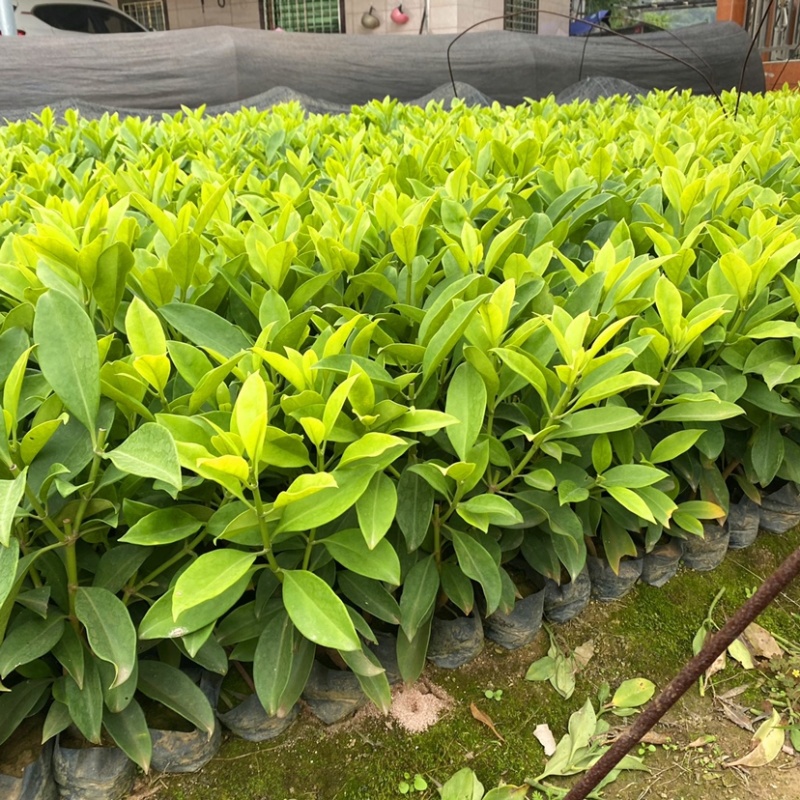 非洲茉莉灰莉基地直销量大从优