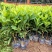 非洲茉莉灰莉基地直销量大从优