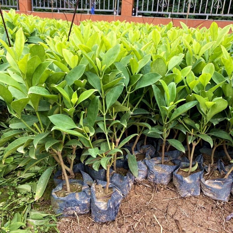 非洲茉莉灰莉基地直销量大从优