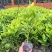 非洲茉莉灰莉基地直销量大从优