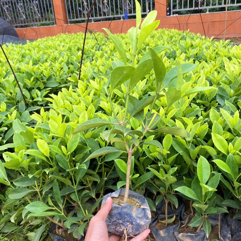 非洲茉莉灰莉基地直销量大从优
