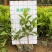 非洲茉莉灰莉基地直销量大从优