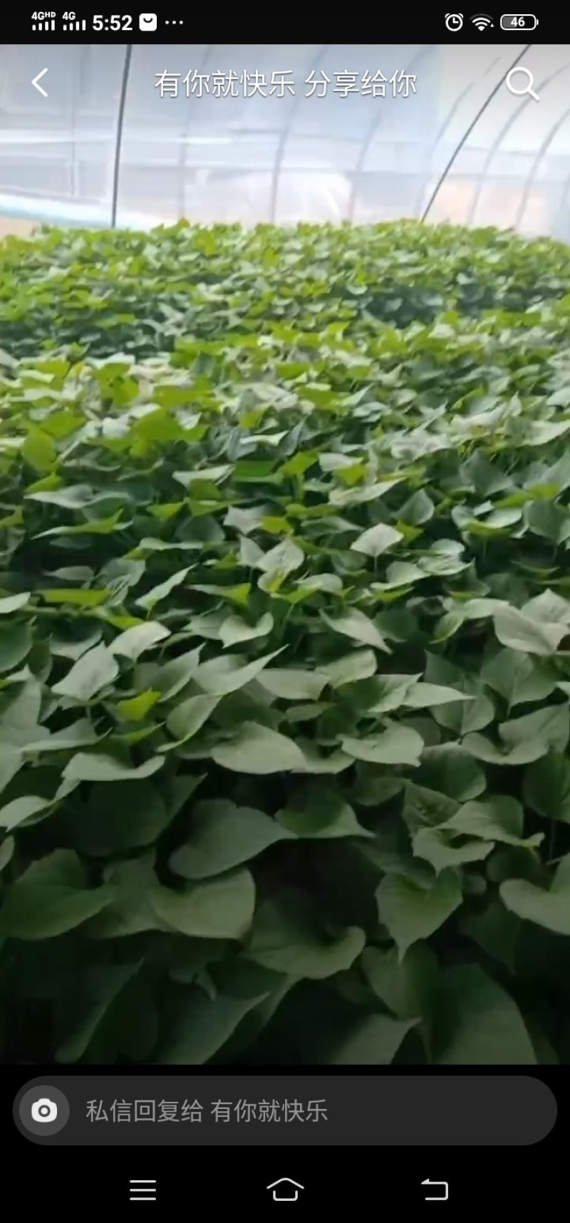 红薯苗大量现货需要的联系我