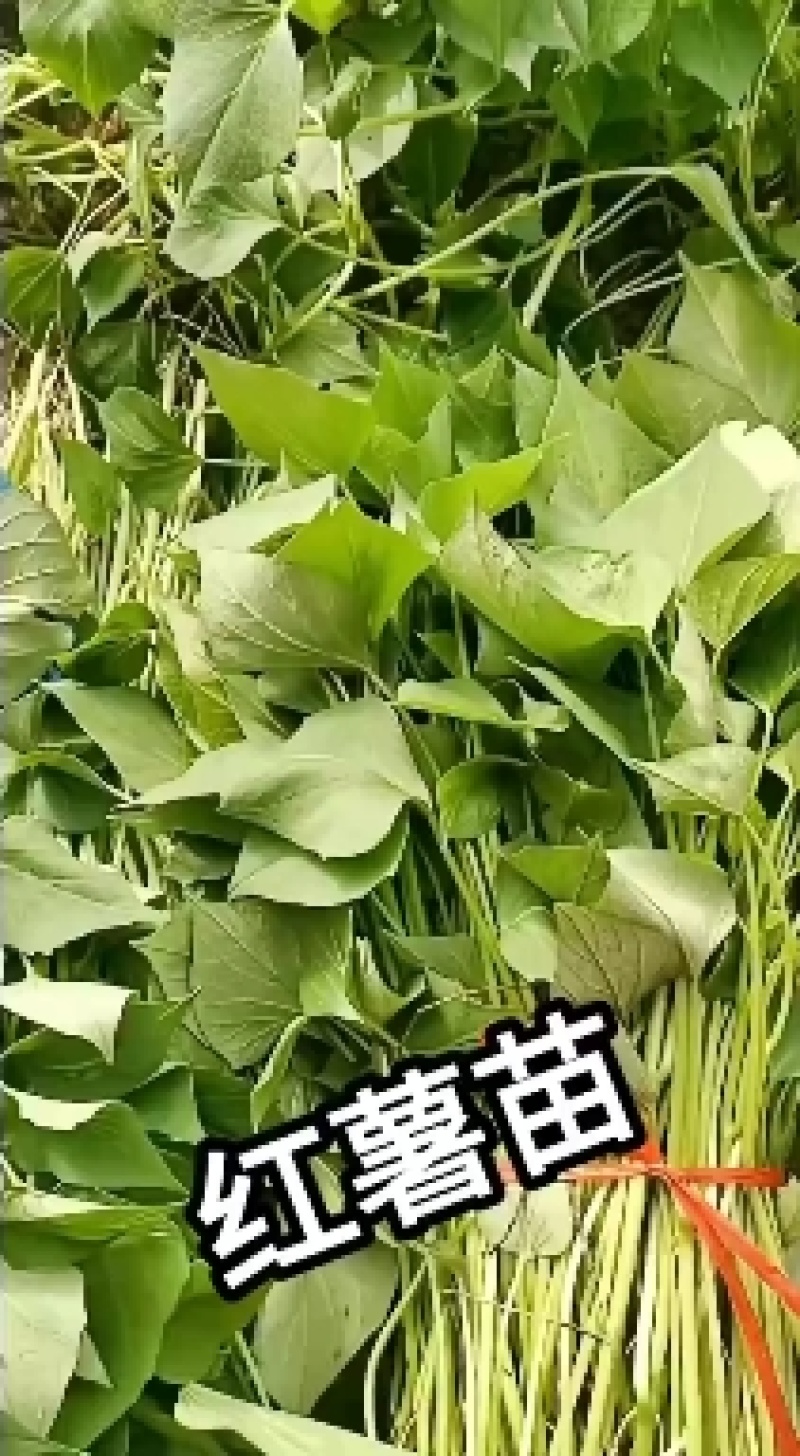 红薯苗大量现货需要的联系我